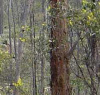 Heathcote-Graytown National Park - St Kilda Accommodation