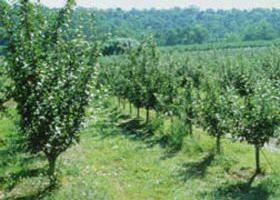 Pettys Orchard - St Kilda Accommodation 0