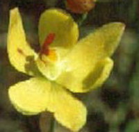 Langwarrin Flora and Fauna Reserve - St Kilda Accommodation