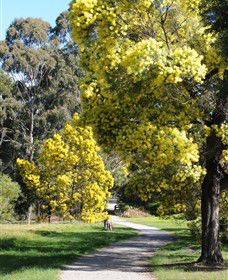 Wattle Park - St Kilda Accommodation 0