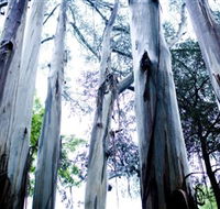 Dandenong Ranges National Park - St Kilda Accommodation