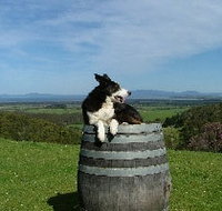 Windy Ridge Vineyard and Winery - St Kilda Accommodation