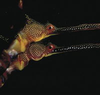 Eagle Rock Marine Sanctuary - St Kilda Accommodation