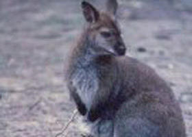 Churchill National Park - St Kilda Accommodation 0