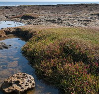 Ricketts Point Marine Sanctuary - St Kilda Accommodation