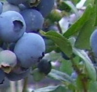 Tuckerberry Hill - St Kilda Accommodation