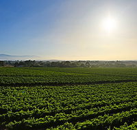 GREENSTONE VINEYARDS - St Kilda Accommodation