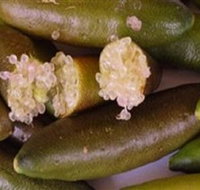 Sandy Creek Olives and Finger Limes - St Kilda Accommodation