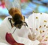 Clayridge Honey - St Kilda Accommodation