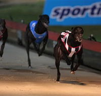 Dapto Dogs - St Kilda Accommodation