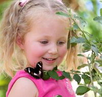 Coffs Harbour Butterfly House - St Kilda Accommodation