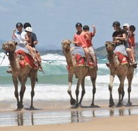 Camel Rides with Coffs Coast Camels