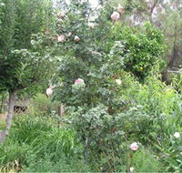 Tombstone Estate Vineyard