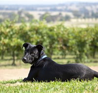 Moothi Estate Vineyard and Cellar Door - St Kilda Accommodation