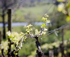 Barrgowan Vineyard - St Kilda Accommodation 0