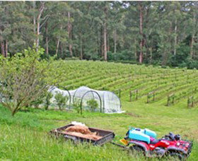 Peveril Vineyard/Beechy Berries - St Kilda Accommodation 1