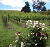 Pembroke Estate Vineyard - St Kilda Accommodation