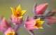 Royal Botanic Gardens Victoria - thumb 3