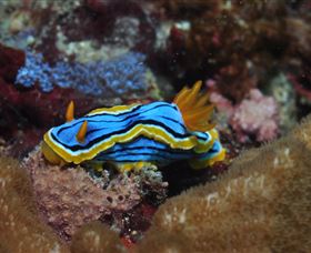 Coral Gardens Dive Site Mooloolaba - St Kilda Accommodation 1