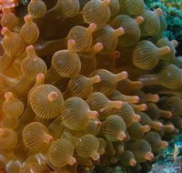 Coral Gardens Dive Site Mooloolaba - St Kilda Accommodation