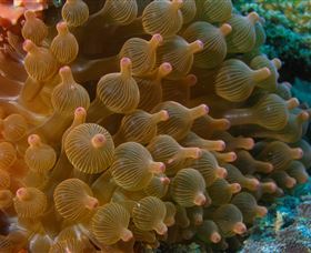 Coral Gardens Dive Site Mooloolaba - St Kilda Accommodation 0