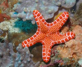 Coral Gardens Dive Site Mooloolaba - St Kilda Accommodation 3