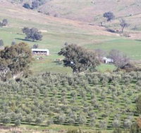 Wymah Organic Olives and Lambs - St Kilda Accommodation