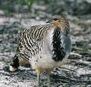 Yongergnow Australian Malleefowl Centre - St Kilda Accommodation