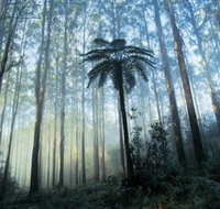 Yarra Ranges National Park - St Kilda Accommodation