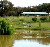 Clearview Alpacas - St Kilda Accommodation