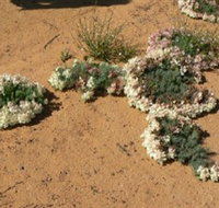Coorow Wreath Flowers - St Kilda Accommodation