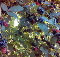 Gunnadoo Berries - St Kilda Accommodation