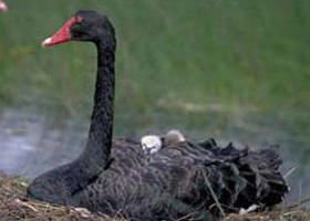 French Island ACT St Kilda Accommodation