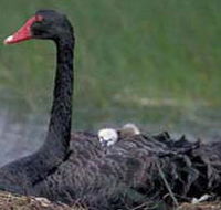 French Island Marine National Park - St Kilda Accommodation