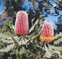 Coorow Wildflower Drive - St Kilda Accommodation