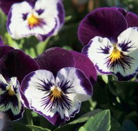 Newtown Park State Rose Garden - St Kilda Accommodation