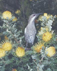 Dryandra Woodland - St Kilda Accommodation 1