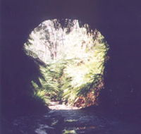 Glow Worm Tunnel - St Kilda Accommodation