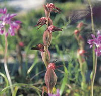 Carnamah-Eneabba Wildflower Drive - St Kilda Accommodation