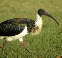 Toowoomba Water Bird Habitat - St Kilda Accommodation