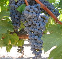 Joshuas Fault Wine - St Kilda Accommodation