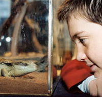 Canberra Reptile Zoo - St Kilda Accommodation