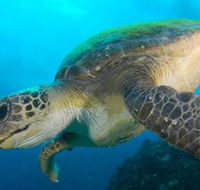 Byron Bay Dive Centre - St Kilda Accommodation