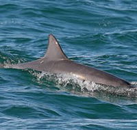 Byron Bay Dolphin Wildlife Tours - St Kilda Accommodation