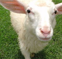 Golden Ridge Animal Farm - St Kilda Accommodation