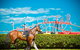 Morphettville Racecourse - thumb 3