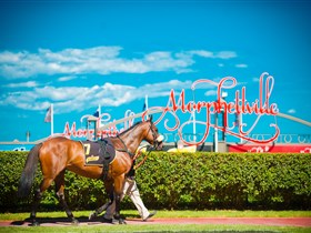 Morphettville Racecourse - St Kilda Accommodation 3