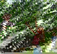 Forest Range Cherries - St Kilda Accommodation