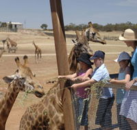 Monarto Open Range Zoo - St Kilda Accommodation