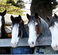 Victor Harbor Horse Drawn Tramway - St Kilda Accommodation